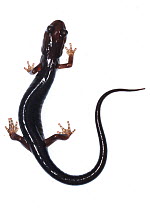 Cheoah bald salamander (Plethodon cheoah) Cheoah Bald, North Carolina, USA, May. Meetyourneighbours.net project