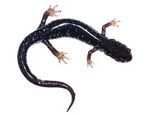 Southern appalachian salamander (Plethodon teyahalee) Cheoah Bald, North Carolina, USA, May. Meetyourneighbours.net project