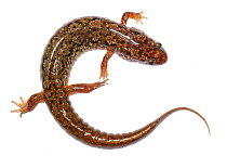 Dusky salamander (Desmognathus sp.) the Great Smoky Mountains National Park, North Carolina, USA, May. Meetyourneighbours.net project