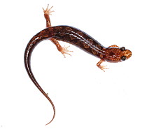 Ocoee salamander (Desmognathus ocoee) the Great Smoky Mountains National Park, North Carolina, USA, May. Meetyourneighbours.net project