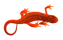 Terrestrial red eft stage of the Eastern Newt (Notophthalmus viridescens) Clark's Creek, Tennessee, USA, May. Meetyourneighbours.net project
