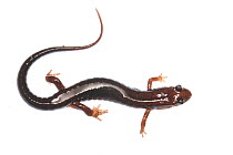 Blue ridge dusky salamander (Desmognathus orestes) Clark's Creek, Tennessee, USA, May. Meetyourneighbours.net project
