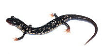 Northern slimy salamander (Plethodon glutinosus) Clark's Creek, Tennessee, USA. May. Meetyourneighbours.net project