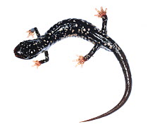 Northern slimy salamander (Plethodon glutinosus) Clark's Creek, Tennessee, USA. May. Meetyourneighbours.net project