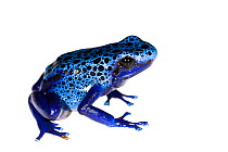 Blue poison dart frog (Dendrobates tinctorius azureus) captive. Meetyourneighbours.net project