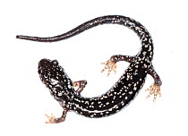 White-spotted slimy salamander (Plethodon cylindraceus) Peaks of Otter, Virginia, USA, May. Meetyourneighbours.net project