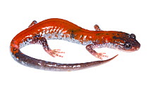 Yonahlossee salamander (Plethodon yonahlossee) Mount. Rogers National Recreation Area, Virginia, USA, May. Meetyourneighbours.net project