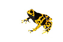 Yellow-banded poison dart frog (Dendrobates leucomelas) captive, occurs in South America. Meetyourneighbours.net project