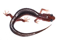 Northern gray-cheeked salamander (Plethodon montanus) Mount Rogers National Recreation Area, Virginia, USA, May. Meetyourneighbours.net project