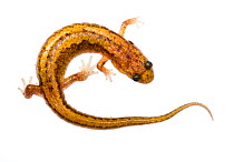 Blue ridge dusky salamander (Desmognathus orestes) Mount Rogers National Recreation Area, Virginia, USA, May. Meetyourneighbours.net project