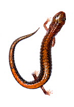 Red-backed salamander (Plethodon cinereus) Mount Rogers National Recreation Area, Virginia, USA, May. Meetyourneighbours.net project