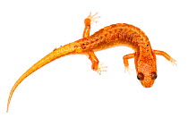 Northern pygmy salamander (Desmognathus organi) Mount Rogers National Recreation Area, Virginia, USA, May. Meetyourneighbours.net project