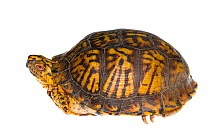 Eastern box turtle (Terrepene carolina carolina) Pine Mountain State Park, Kentucky, USA. Meetyourneighbours.net project