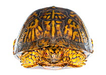 Eastern box turtle (Terrepene carolina carolina) Pine Mountain State Park, Kentucky, USA. Meetyourneighbours.net project