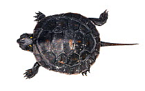 Spotted turtle (Clemmys guttata) hatchling, western Michigan, USA. Meetyourneighbours.net project