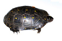 Spotted turtle (Clemmys guttata) male, western Michigan, USA. Meetyourneighbours.net project