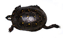 Spotted turtle (Clemmys guttata) male, western Michigan, USA. Meetyourneighbours.net project