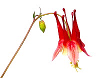 Eastern red columbine (Aquilegia canadensis) flower, Wolf Lake, Michigan, USA, May. Meetyourneighbours.net project
