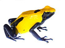 Dyeing poison frog (Dendrobates tinctorius) captive, occurs in Guiana, Suriname, Brazil, and French Guiana. Meetyourneighbours.net project