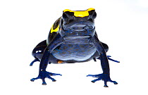 Dyeing poison frog (Dendrobates tinctorius) captive, occurs in Guiana, Suriname, Brazil, and French Guiana. Meetyourneighbours.net project