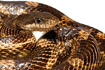 Gray rat snake (Pantherophis spiloides spiloides) Oxford, Mississippi, USA, April. Meetyourneighbours.net project