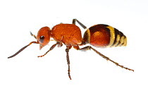 Velvet ant (Dasymutilla quadriguttata) Oxford, Mississippi, USA. Meetyourneighbours.net project