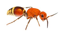 Velvet ant (Dasymutilla quadriguttata) Oxford, Mississippi, USA. Meetyourneighbours.net project