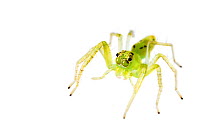 Green jumping spider (Lyssomanes viridis) Oxford, Mississippi, USA, April. Meetyourneighbours.net project