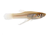 Eastern mosquitofish (Gambusia holbrooki) Oxford, Mississippi, USA, April. Meetyourneighbours.net project