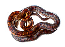 Corn snake (Pantherophis guttatus) Oxford, Mississippi, USA, July. Meetyourneighbours.net project
