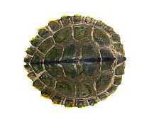 Pearl River map turtle (Graptemys pearlensis) the Bogue Chitto River, Mississippi, USA. July. Meetyourneighbours.net project