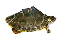 Pearl River map turtle (Graptemys pearlensis) the Bogue Chitto River, Mississippi, USA. July. Meetyourneighbours.net project