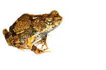 Tungara frog (Engystomops pustulosus) Gamboa, Panama Meetyourneighbours.net project