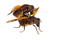 Flies (Diptera) mating, Gamboa, Panama Meetyourneighbours.net project