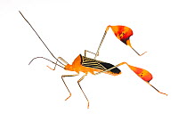 Flag-footed bug (Anisocelis flavolineata) Gamboa, Panama Meetyourneighbours.net project