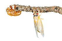 13-Year Periodical cicada (Magicicada tredecim) with shed exoskeleton, Oxford, Mississippi, USA. May. Meetyourneighbours.net project