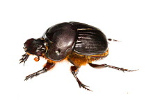 Dung beetle (Scarabaeidae) Gamboa, Panama Meetyourneighbours.net project