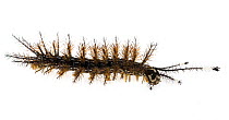 Caterpillar with urticating hairs, Gamboa, Panama Meetyourneighbours.net project