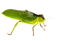 Katydid (Tettigoniidae) Gamboa, Panama Meetyourneighbours.net project