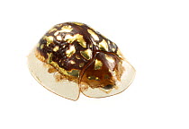 Shield beetle (Chrysomelidae) Gamboa, Panama Meetyourneighbours.net project
