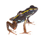 Lovely poison frog (Phyllobates lugubris) male with a tadpole, Isla Colon, Panama, June. Meetyourneighbours.net project
