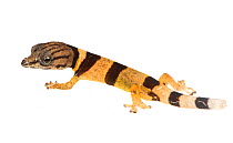 Juvenile Caribbean least gecko (Sphaerodactylus homolepis) Isla Colon, Panama. Meetyourneighbours.net project