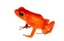 Strawberry poison frog (Oophaga pumilio) Solarte, Panama Meetyourneighbours.net project