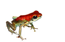 Strawberry poison frog (Oophaga pumilio) Bocas del Toro, Panama Meetyourneighbours.net project