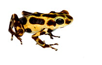 Strawberry poison frog (Oophaga pumilio) Bastimentos, Panama. Meetyourneighbours.net project