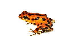 Strawberry poison frog (Oophaga pumilio) Bastimentos, Panama. Meetyourneighbours.net project