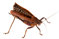 Katydid (Tettigoniidae) Isla Colon, Panama Meetyourneighbours.net project