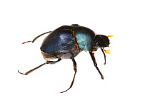 Dung beetle (Scarabaeidae) Boquete, Panama Meetyourneighbours.net project