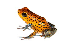 Strawberry poison frog (Oophaga pumilio) San Cristobal, Panama, USA. Meetyourneighbours.net project