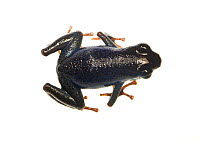 Strawberry poison frog (Oophaga pumilio) Esperanza, Panama. Meetyourneighbours.net project